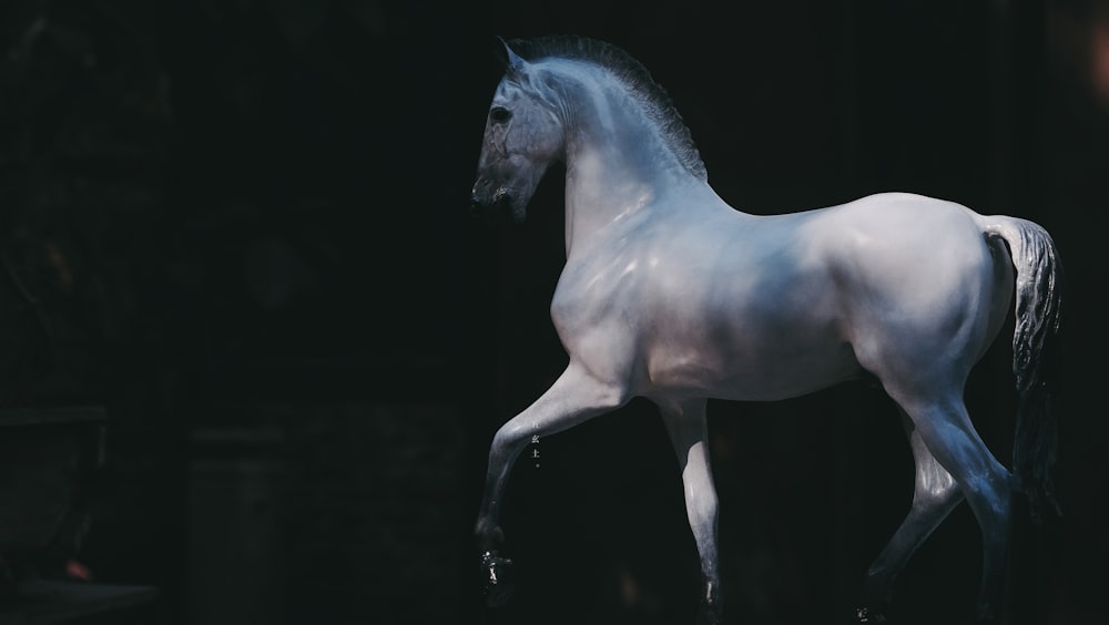 white horse with black background