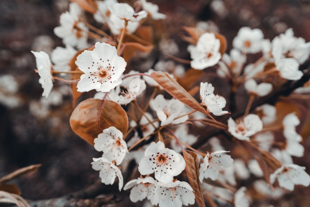 white flowers in tilt shift lens