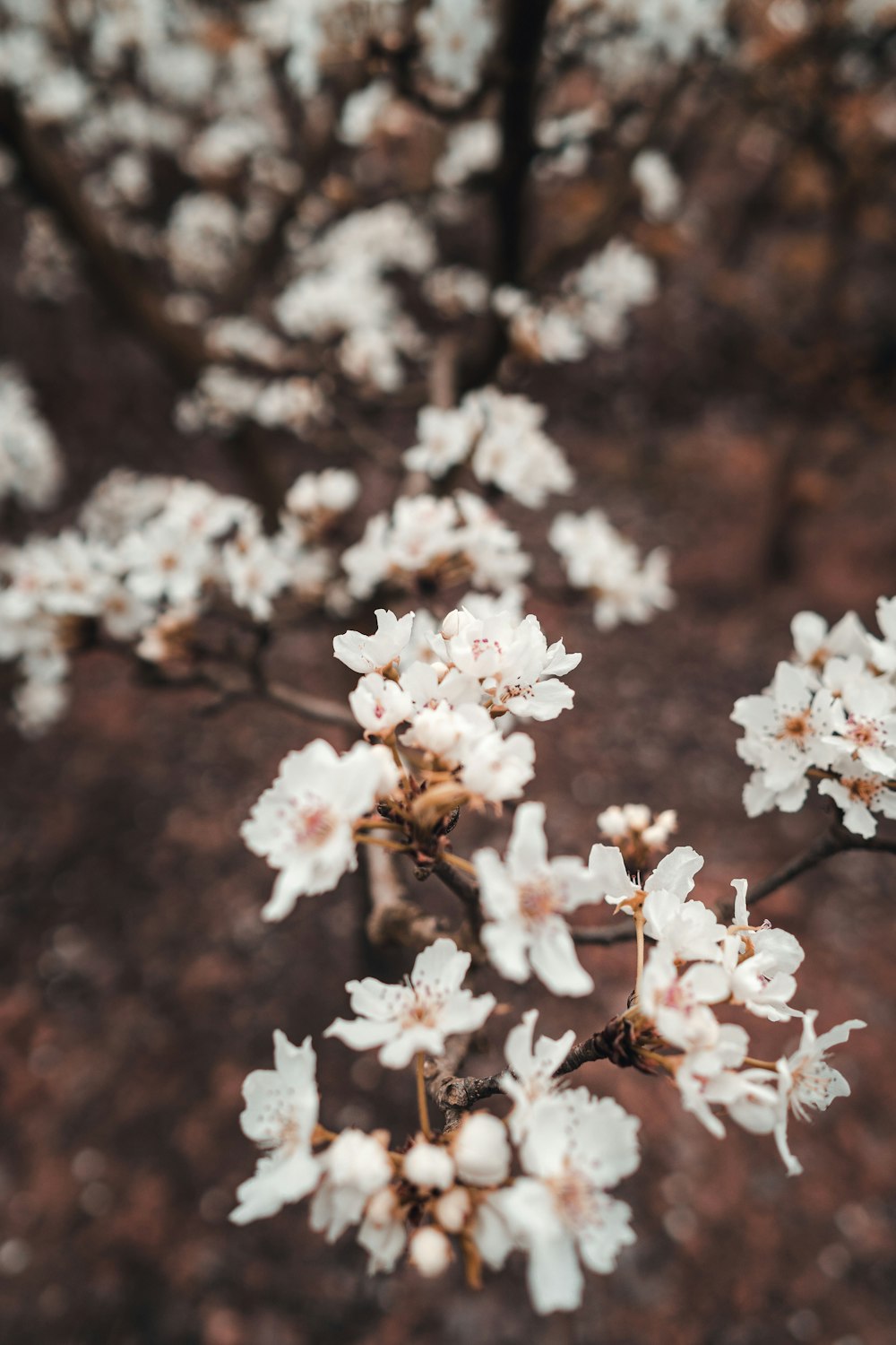 white flowers on brown soil