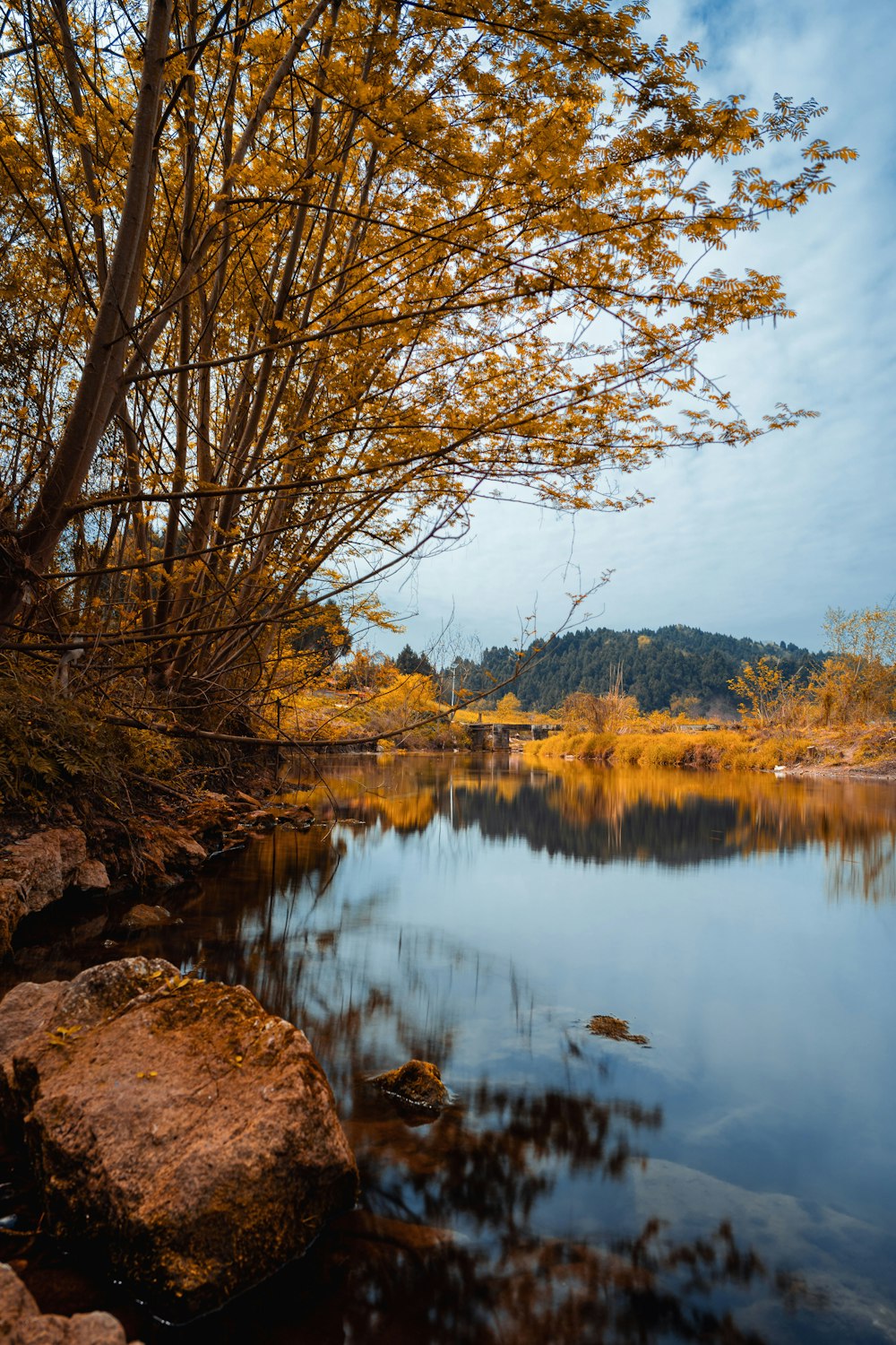 brown leafless tree near lake during daytime