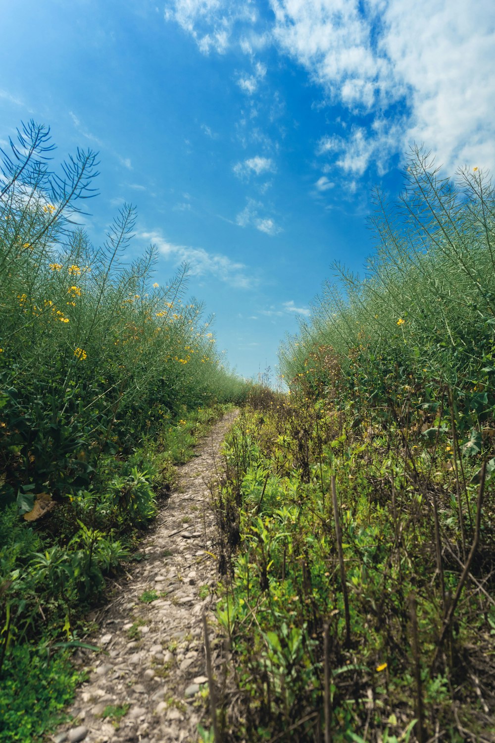 green grass field under blue sky during daytime