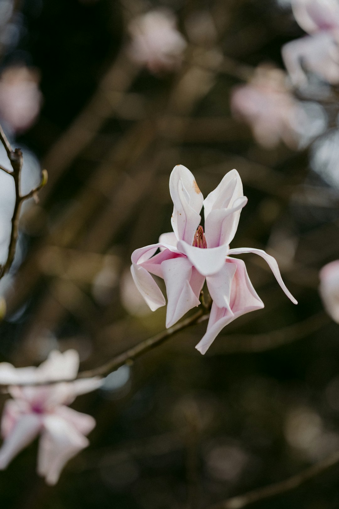 white and pink flower in tilt shift lens