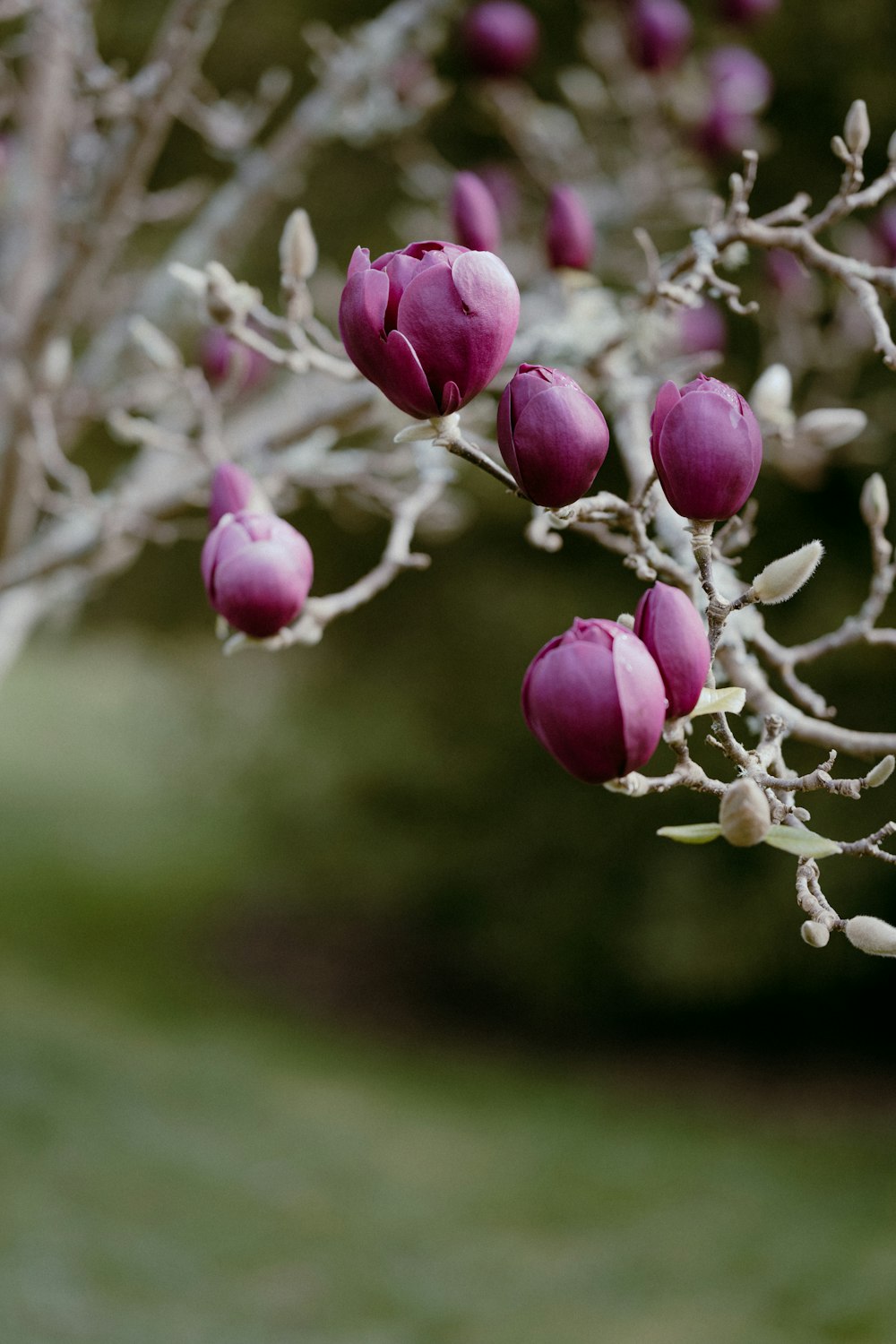 pink and white flower buds in tilt shift lens