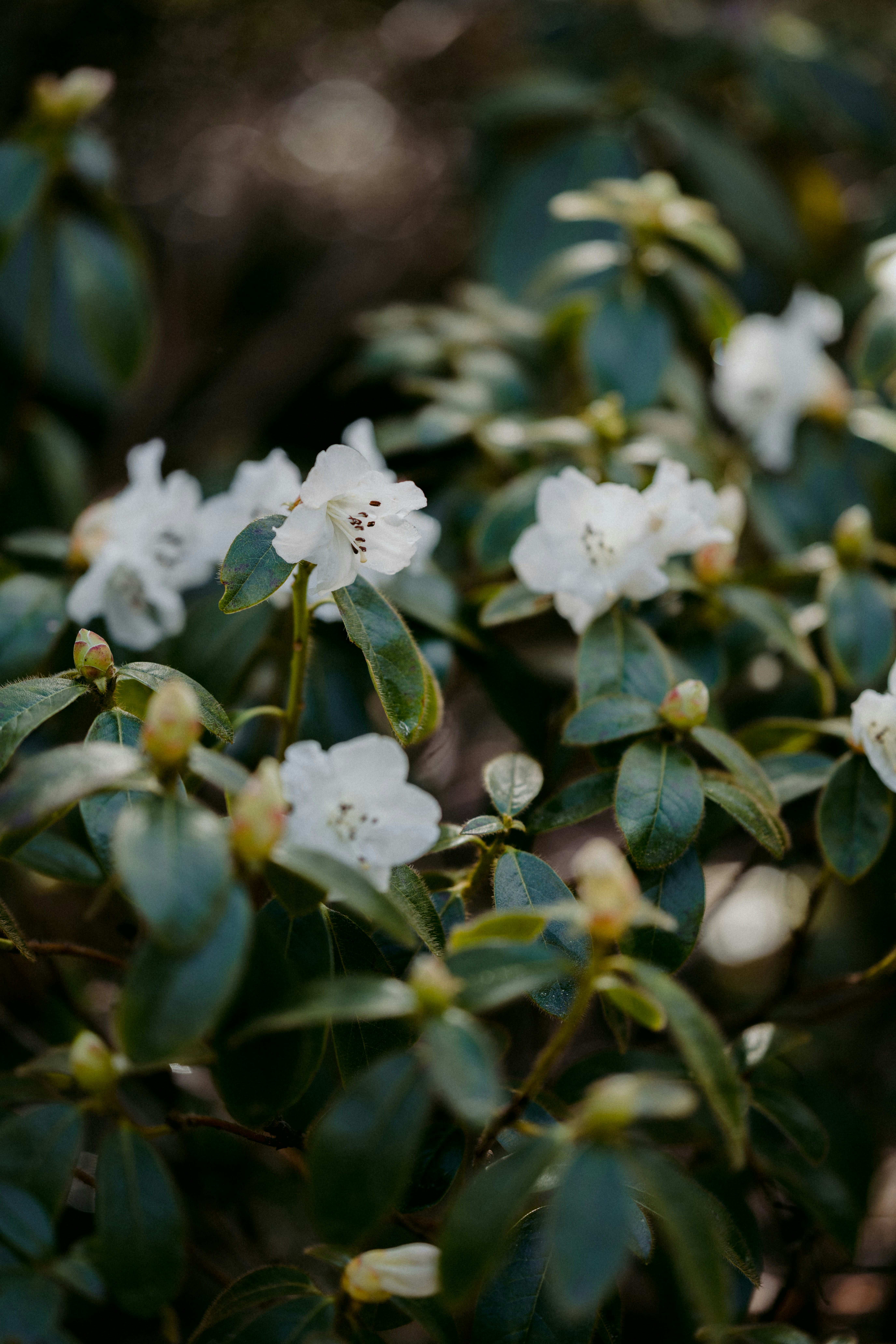 Photo by anniespratt