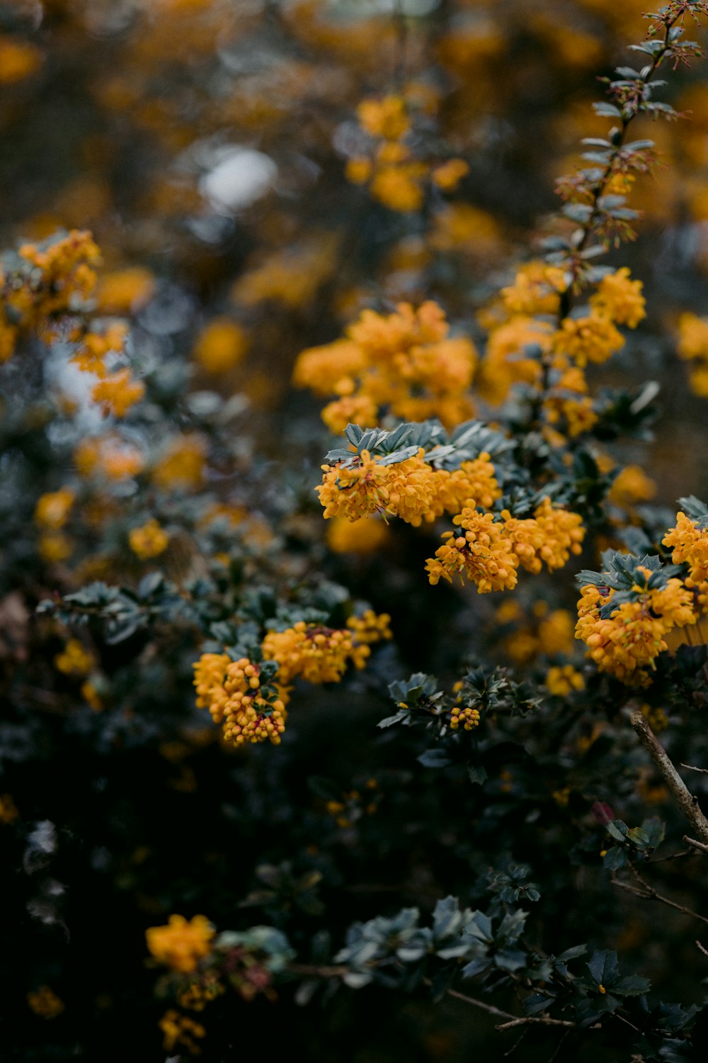 yellow flowers in tilt shift lens