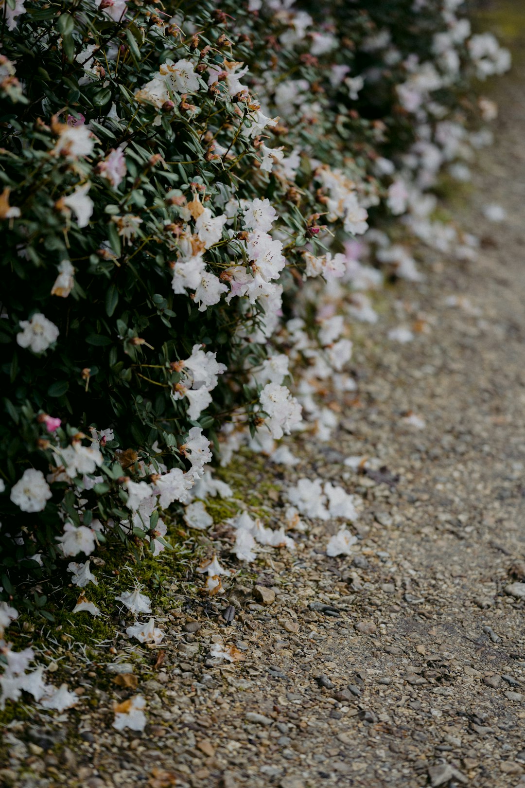 white flowers on gray soil