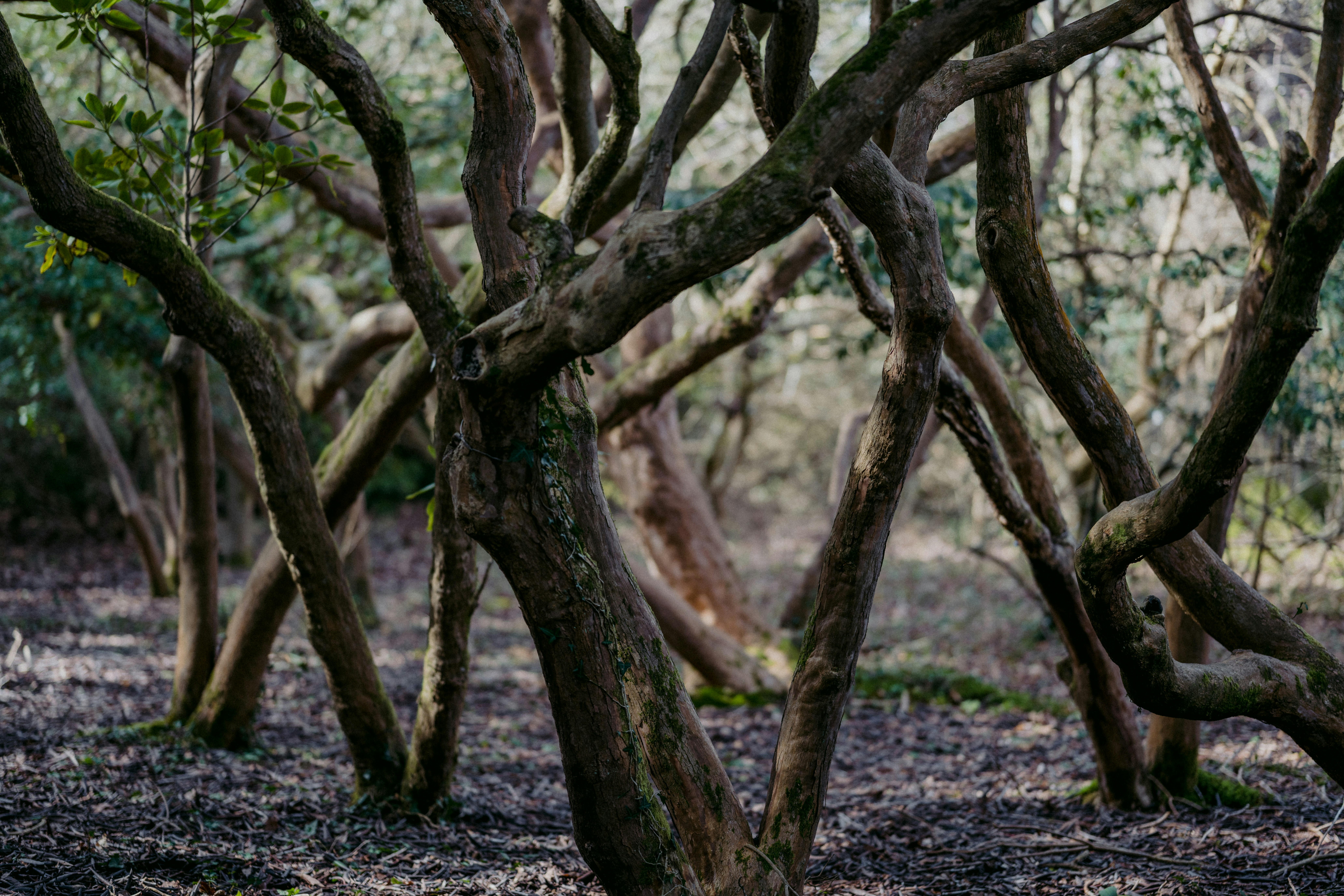 Photo by anniespratt