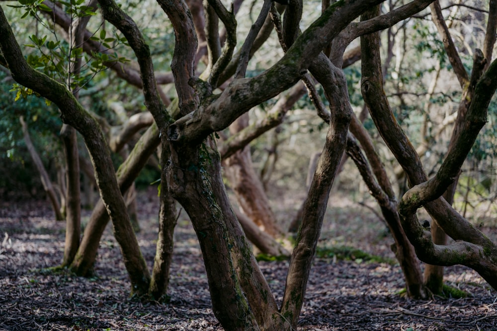 brown tree trunk on brown soil