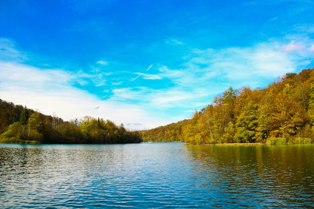 green trees beside body of water under blue sky during daytime