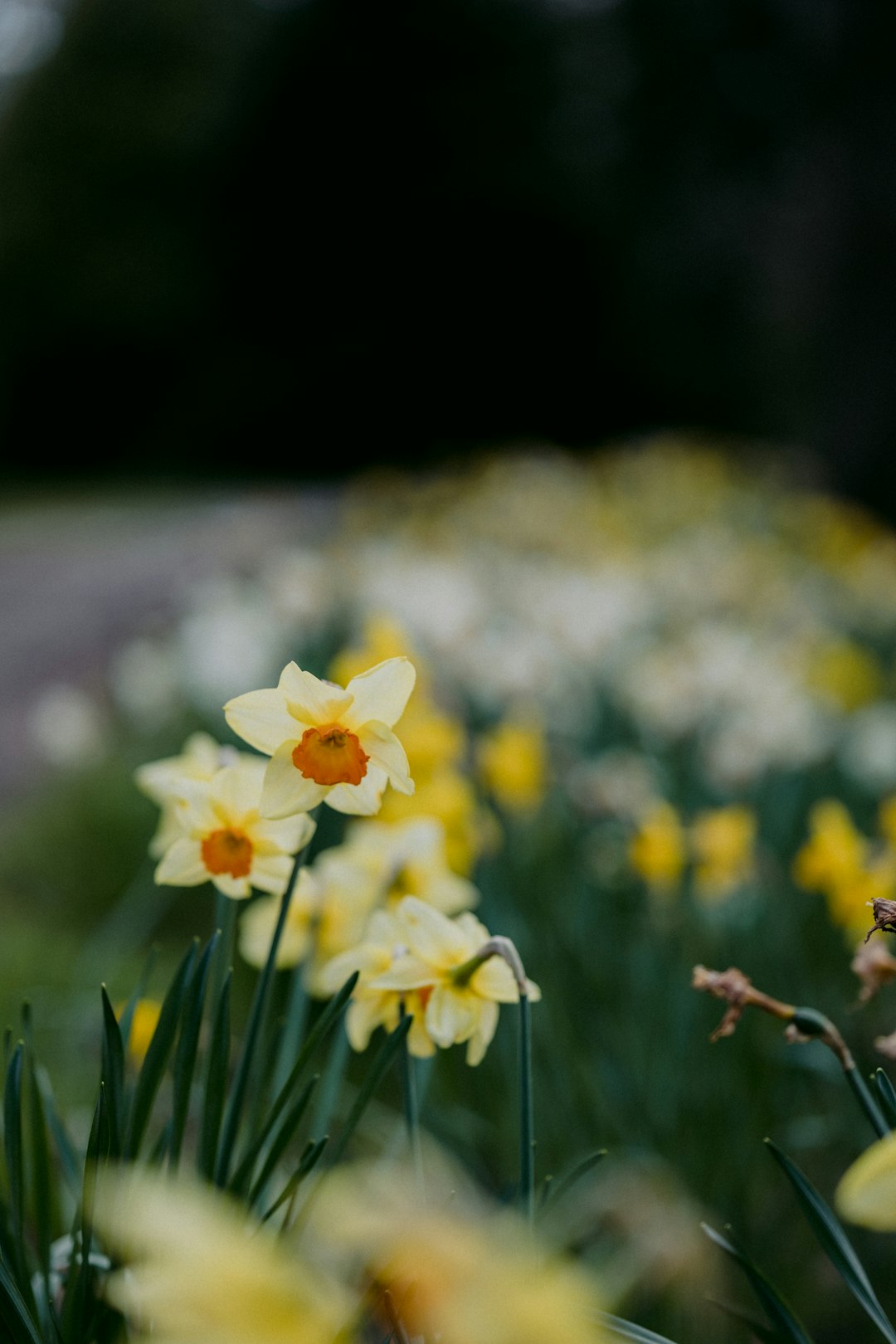 yellow daffodils in bloom during daytime