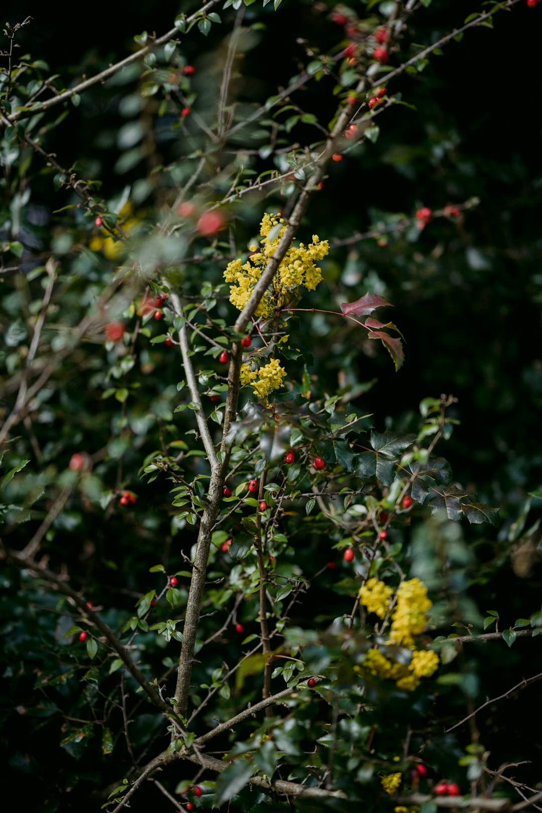 yellow flowers on brown tree branch