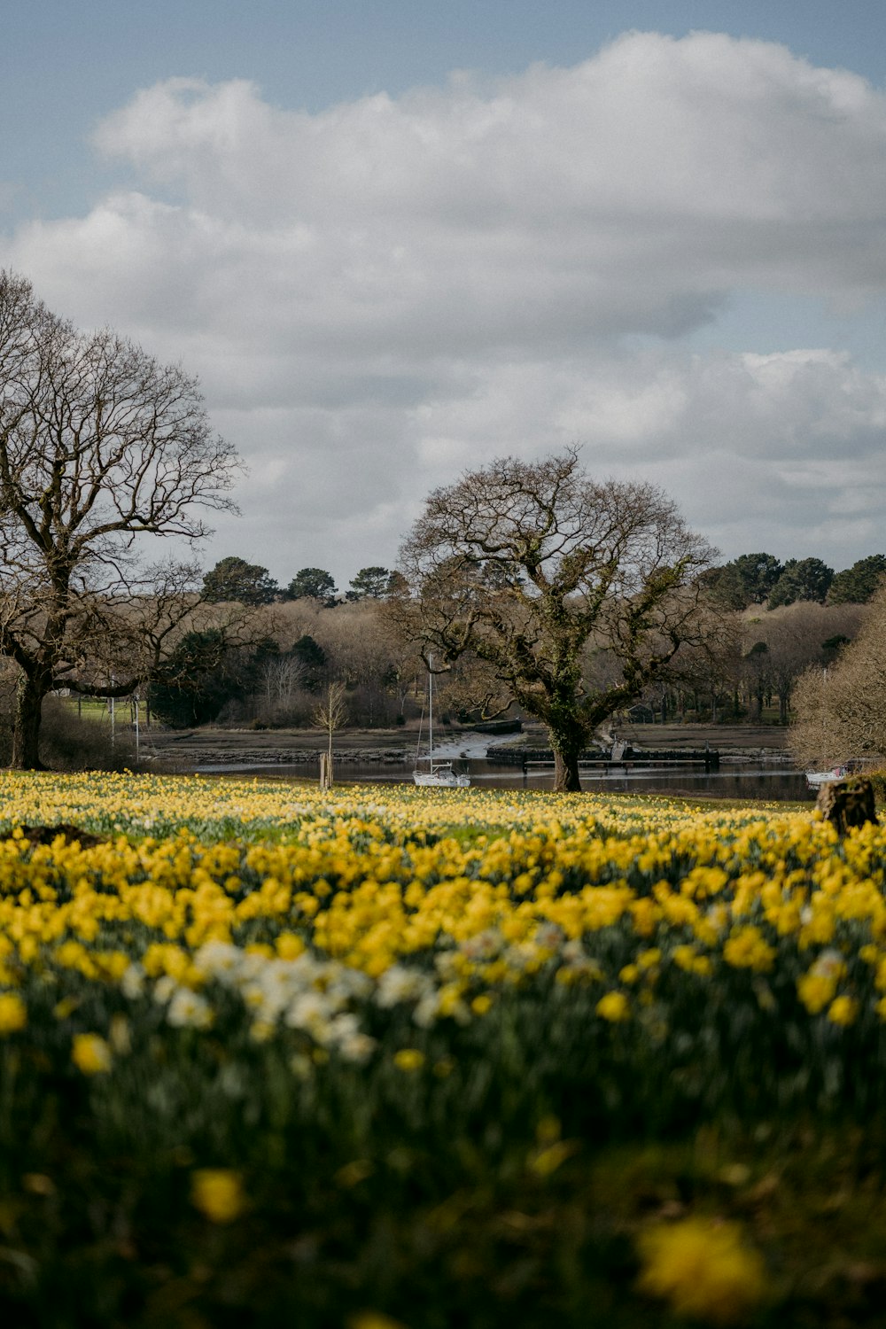 yellow flower field near bare trees under white clouds during daytime