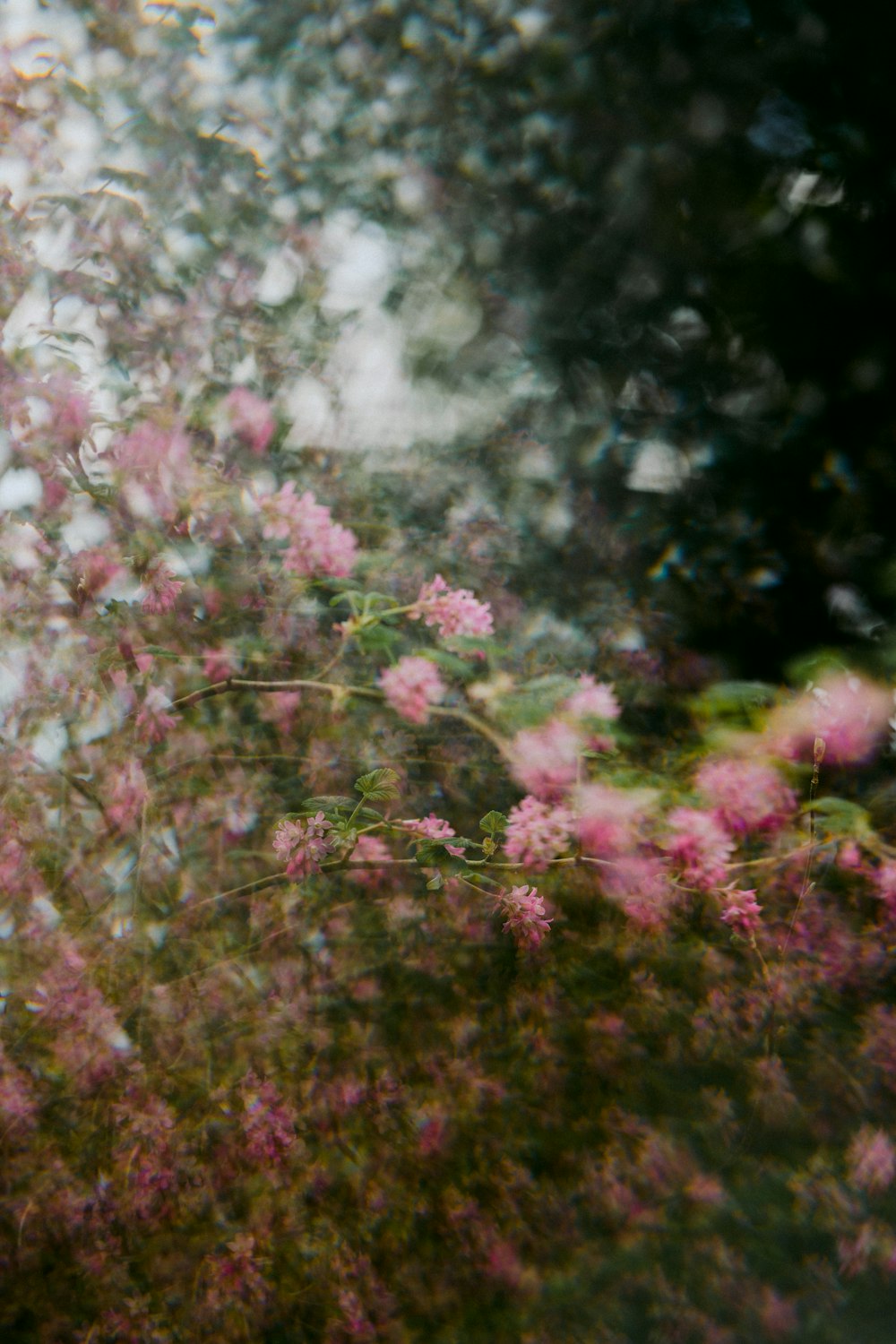 pink and white flowers during daytime