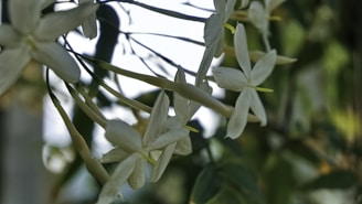 Close-up of jasmine flowers resting beside smooth white pearls.