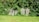 A row of old gravestones partially covered by lush, green foliage in a cemetery. The gravestones have Hebrew inscriptions and are lined against dense shrubbery. Bright sunlight casts shadows, highlighting the greenery and the stones.