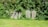 A row of old gravestones partially covered by lush, green foliage in a cemetery. The gravestones have Hebrew inscriptions and are lined against dense shrubbery. Bright sunlight casts shadows, highlighting the greenery and the stones.