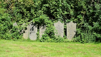 A row of old gravestones partially covered by lush, green foliage in a cemetery. The gravestones have Hebrew inscriptions and are lined against dense shrubbery. Bright sunlight casts shadows, highlighting the greenery and the stones.