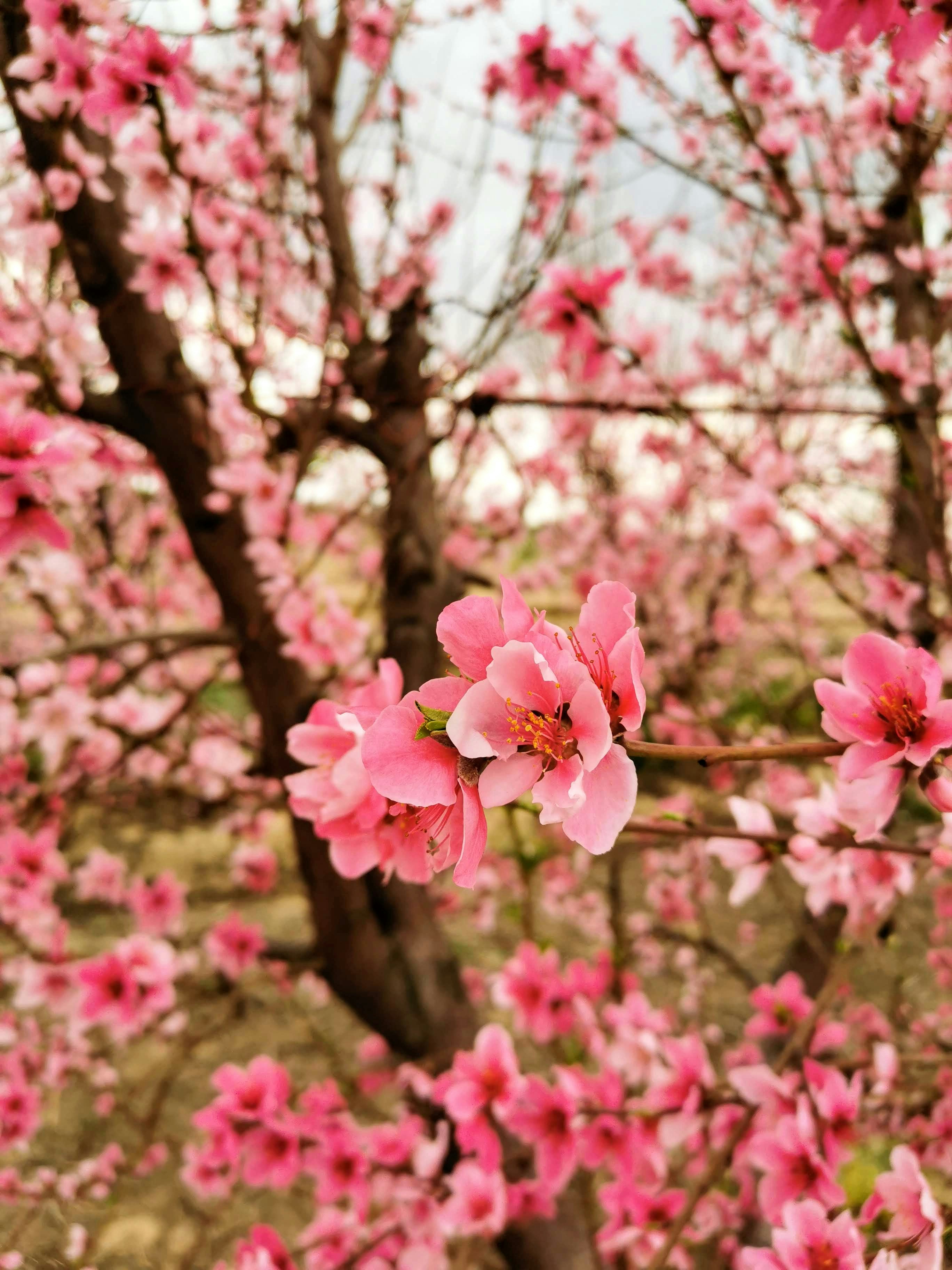 Close-up of a vivid pink blossom on a branch, with a soft bokeh of densely flowering cherry trees in the background.
