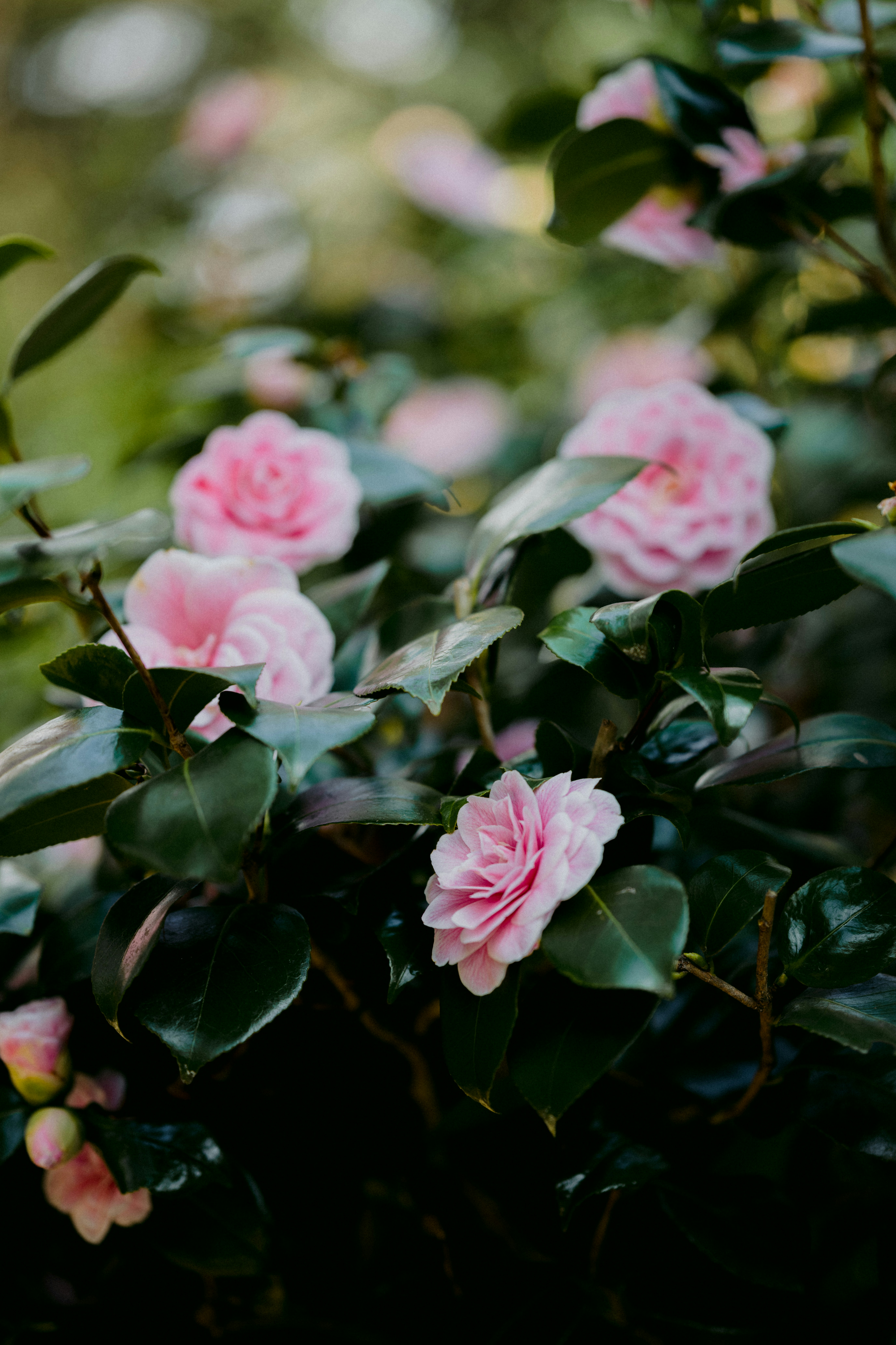 Photo by anniespratt