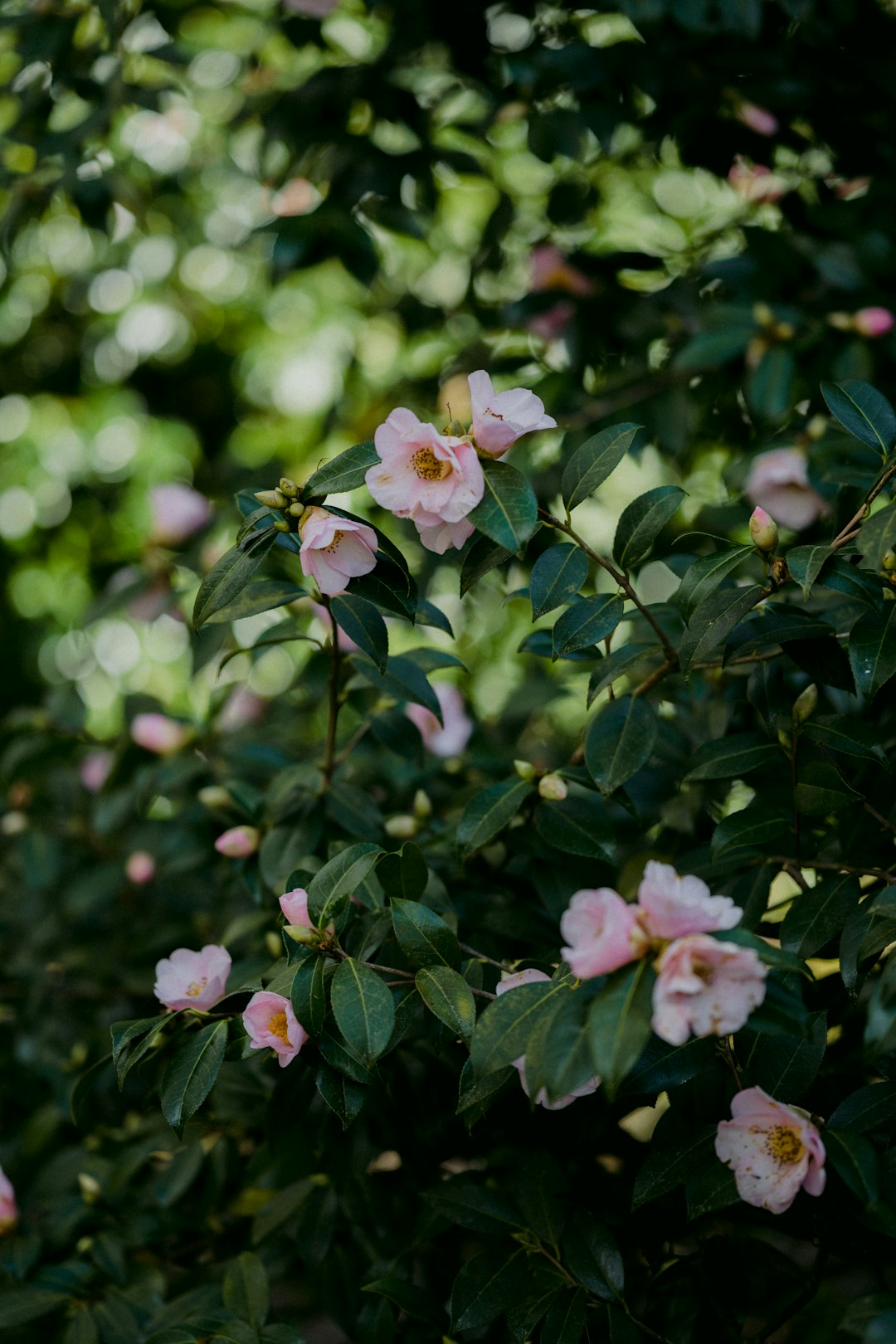 pink and white flowers in tilt shift lens