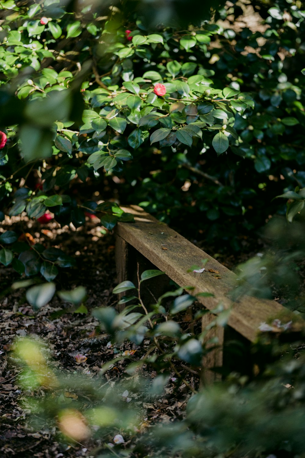 brown wooden bench surrounded by green leaves