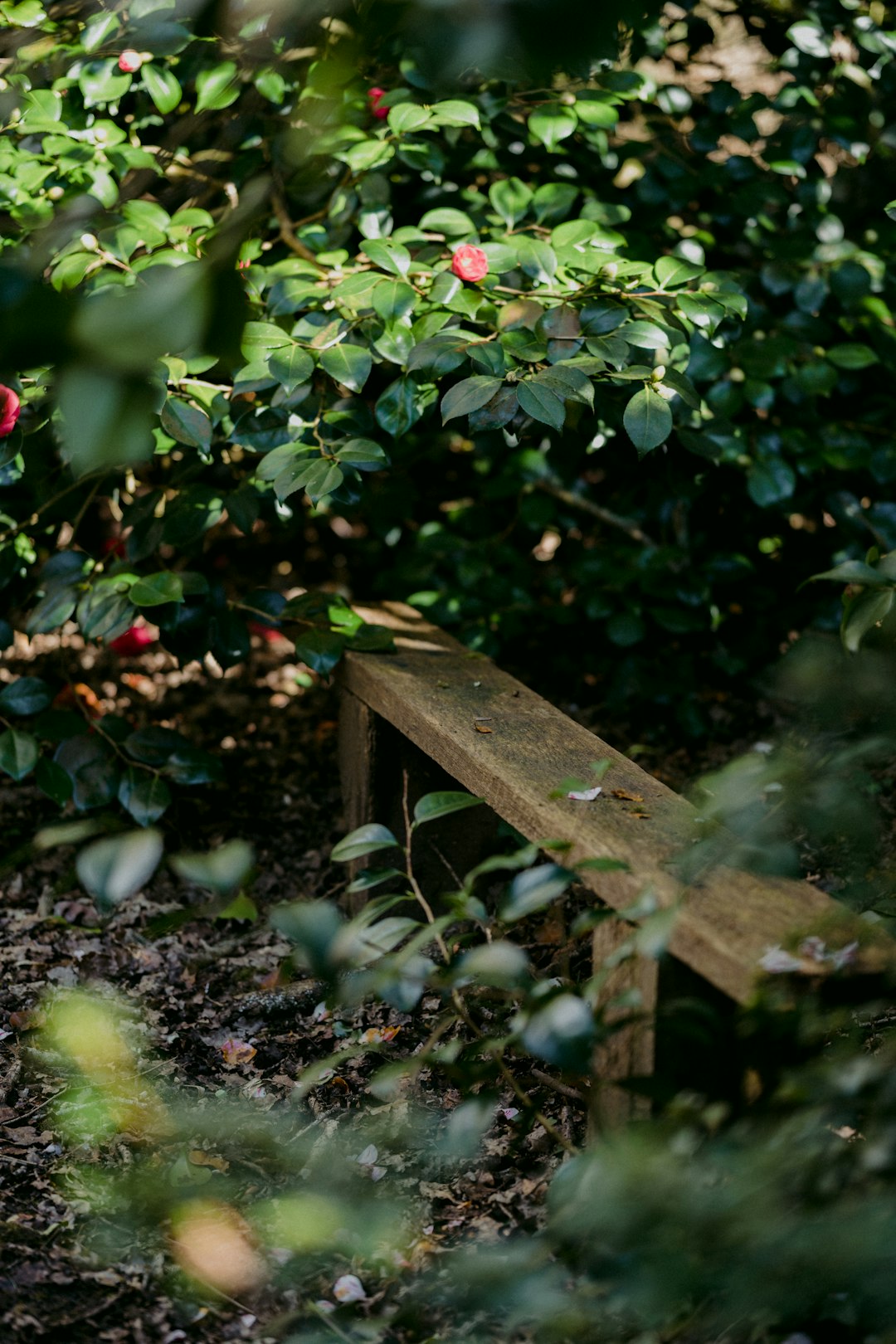 brown wooden bench surrounded by green leaves