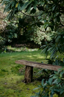 A rustic wooden bench sits in a lush garden surrounded by greenery. Large leafy plants partially frame the bench, which is placed on a carpet of moss and grass. The area is shaded, suggesting a peaceful, secluded spot.