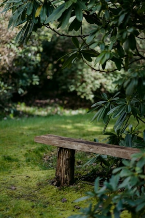 A rustic wooden bench sits in a lush garden surrounded by greenery. Large leafy plants partially frame the bench, which is placed on a carpet of moss and grass. The area is shaded, suggesting a peaceful, secluded spot.