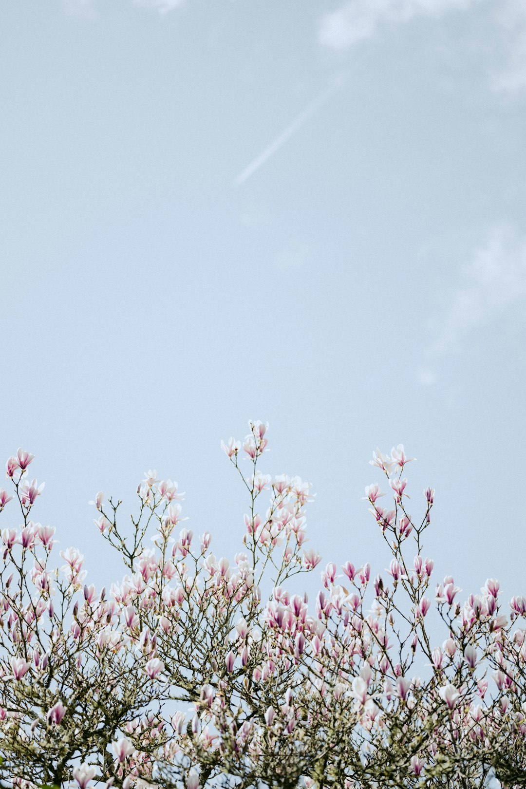 pink flowers under blue sky during daytime