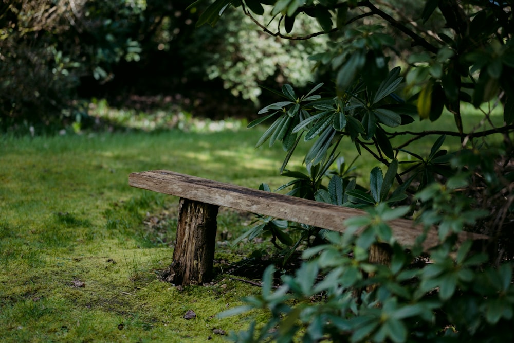 brown wooden bench on green grass field