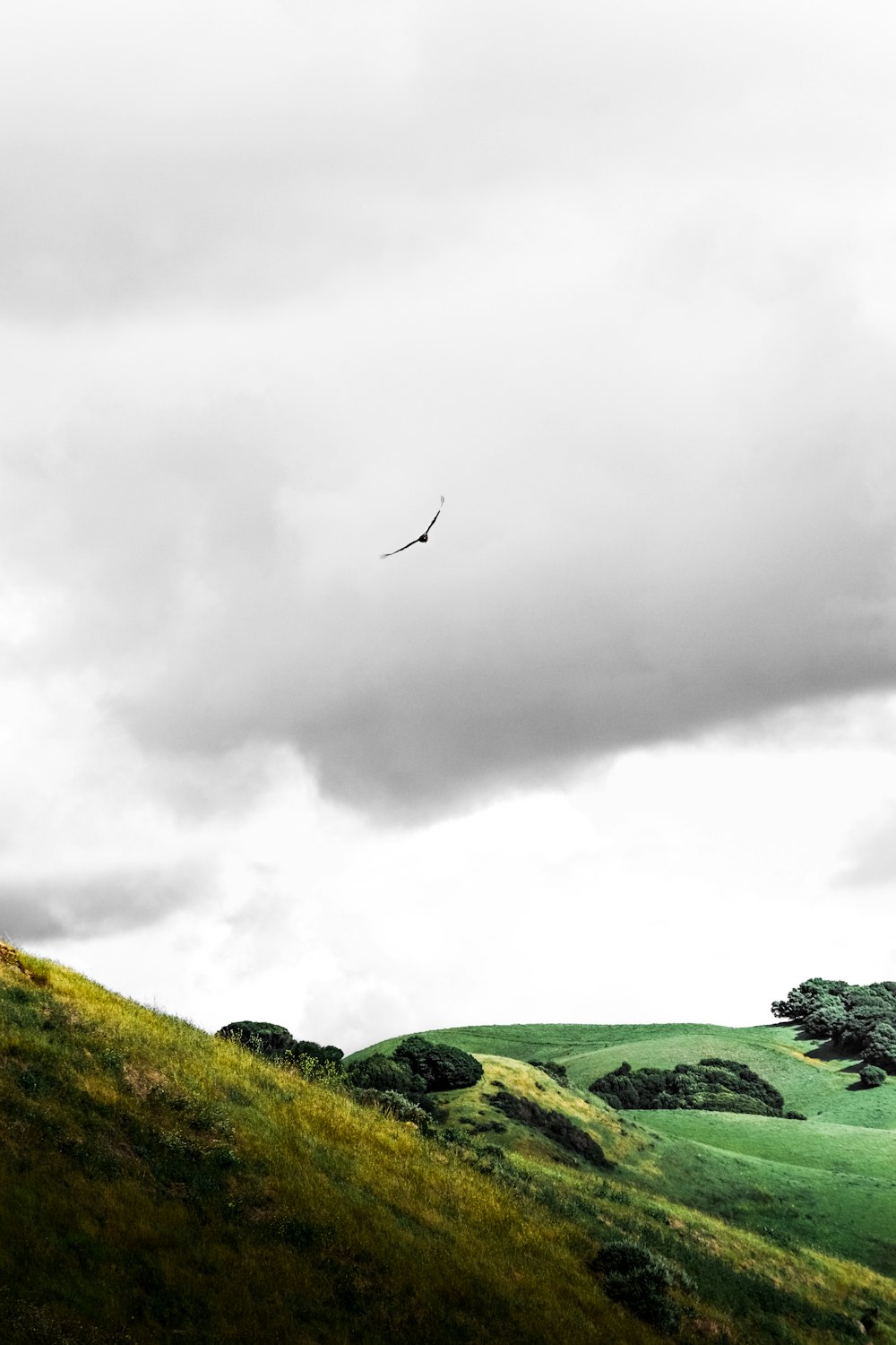 bird flying over green grass field under cloudy sky during daytime