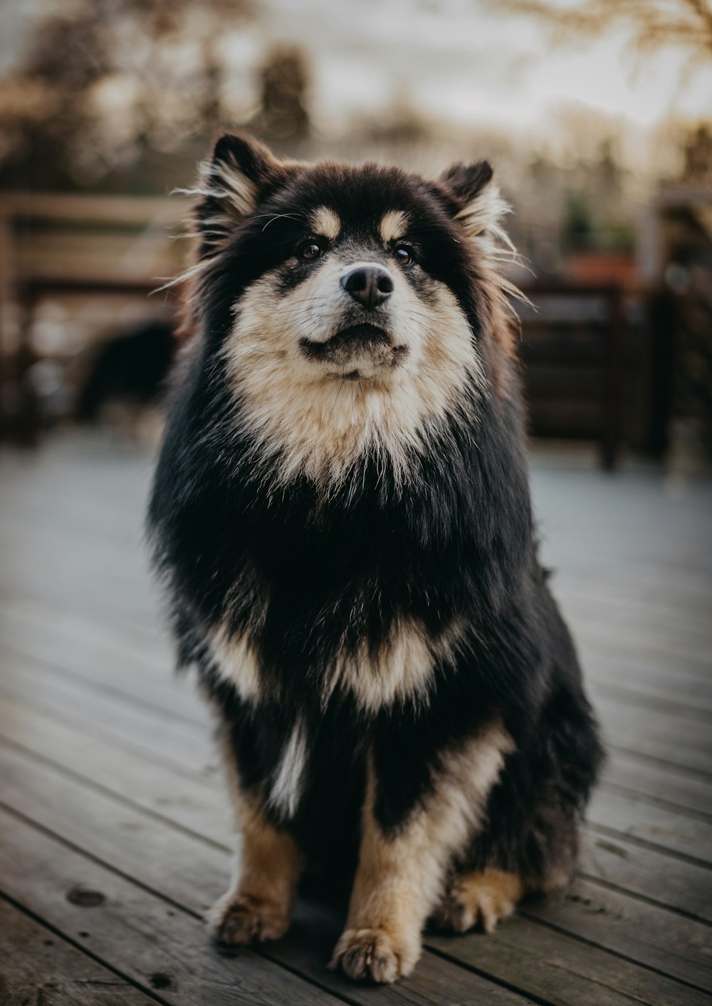 black and brown long coated dog on snow covered ground during daytime