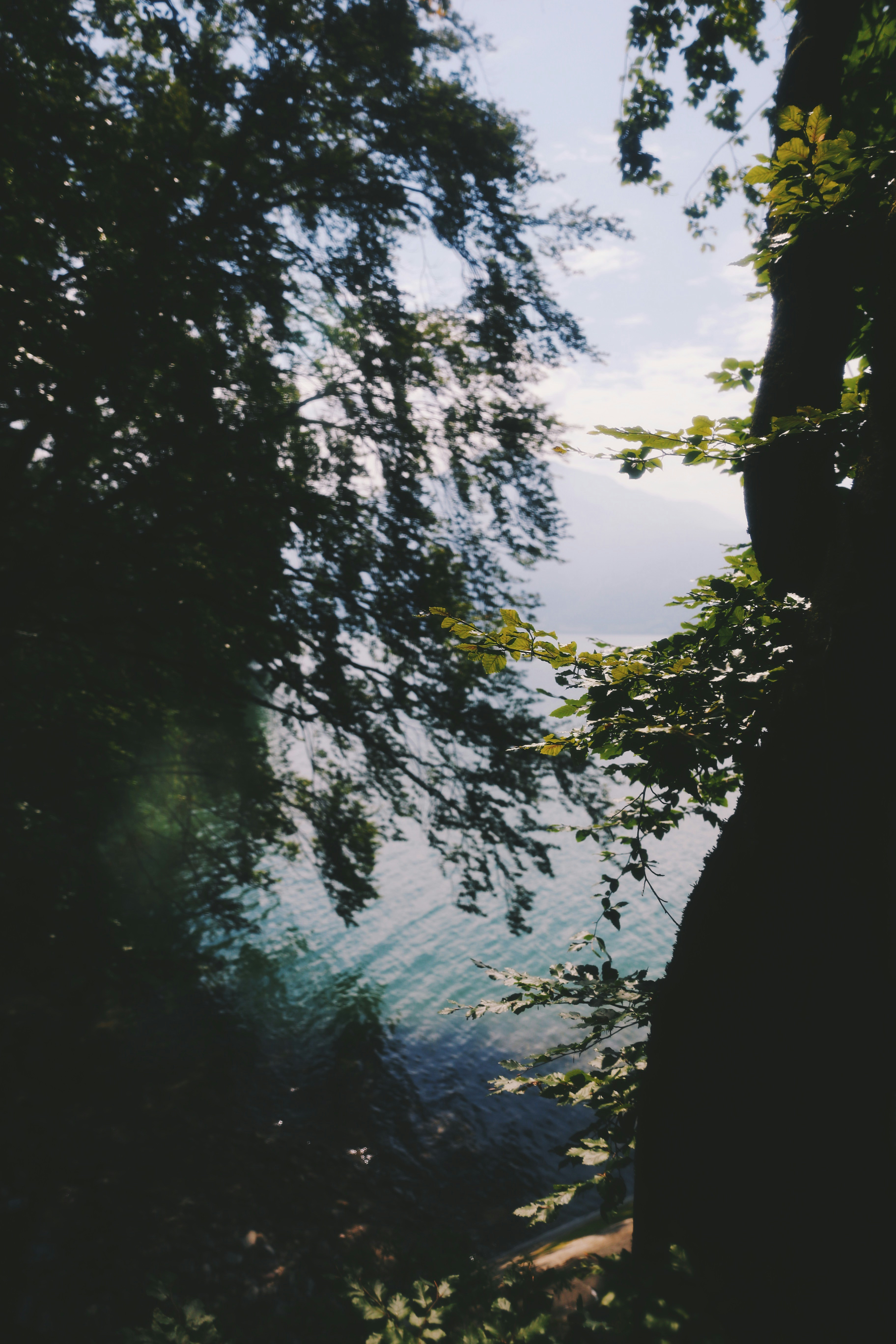 green trees near body of water during daytime
