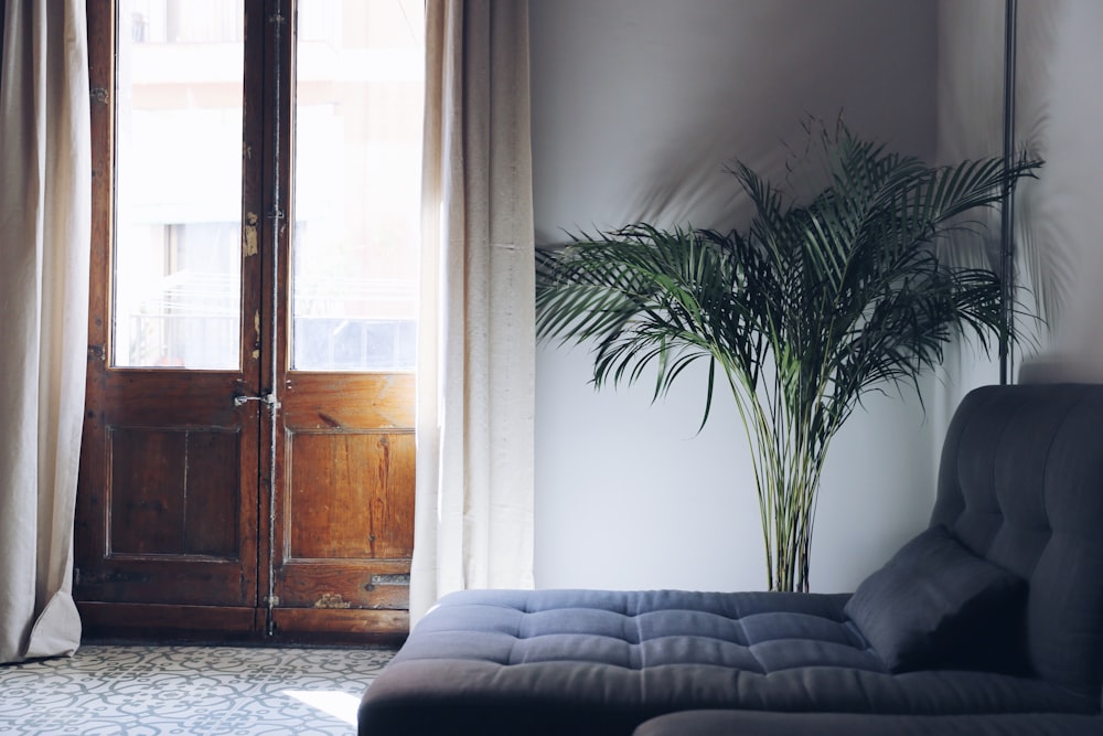 green plant near brown wooden cabinet