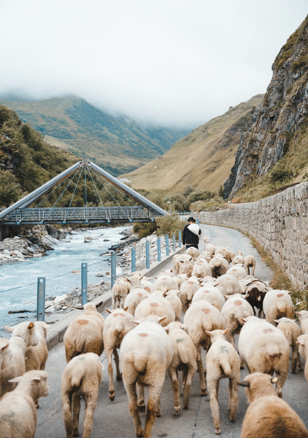 white sheep on white bridge during daytime