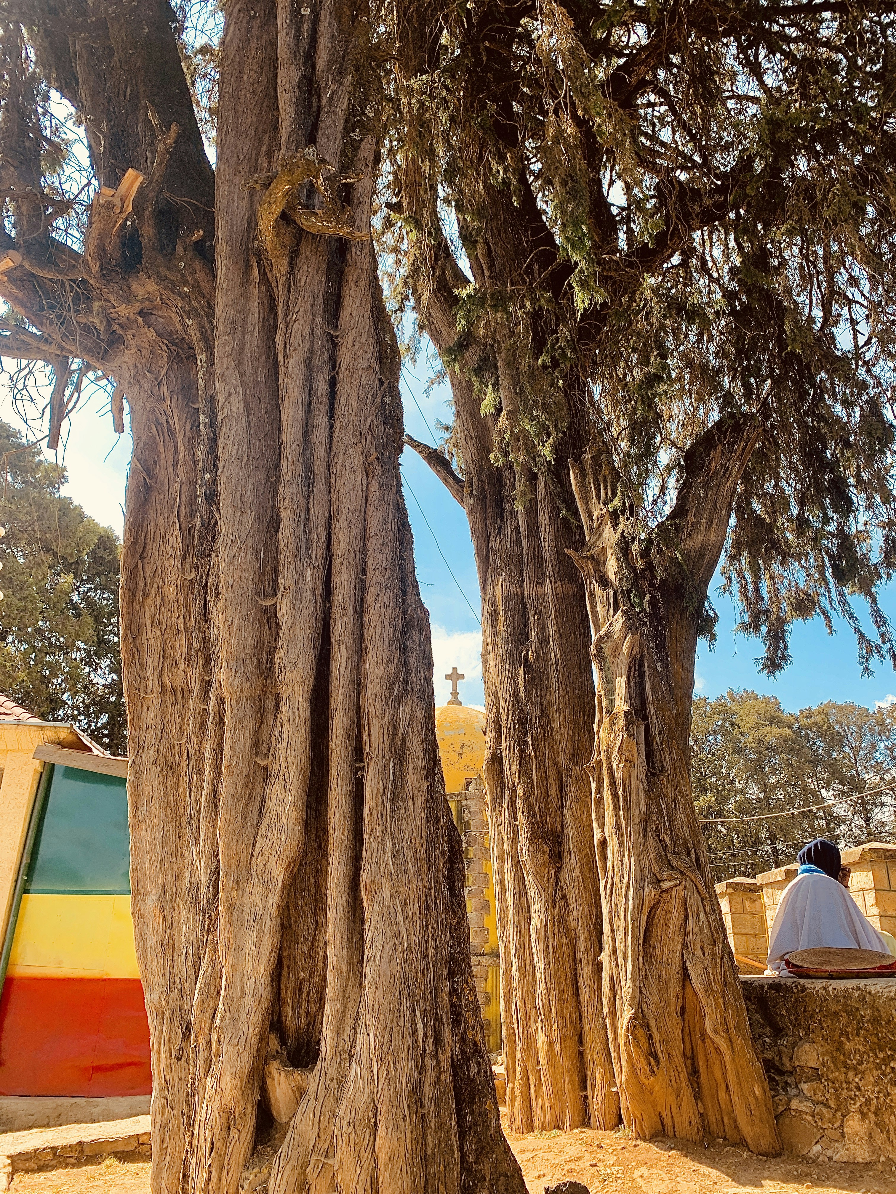 man in blue shirt sitting on chair near tree during daytime