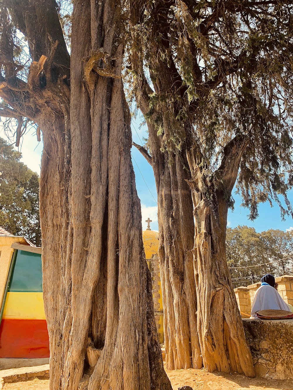 man in blue shirt sitting on chair near tree during daytime