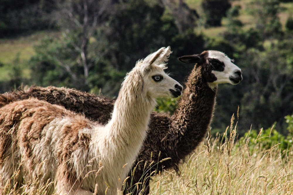 Braunes und weißes Lama tagsüber auf grünem Rasen