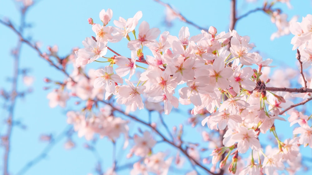 white and pink cherry blossom