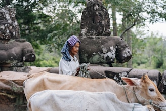 A person dressed in a traditional outfit leads two cows with ropes. In the background, there are ancient-looking stone statues surrounded by lush green trees.