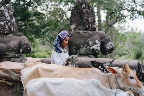 A person dressed in a traditional outfit leads two cows with ropes. In the background, there are ancient-looking stone statues surrounded by lush green trees.