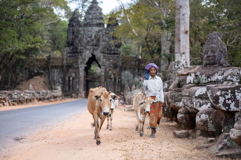 homme en chemise à carreaux blanc et bleu chevauchant une vache brune pendant la journée