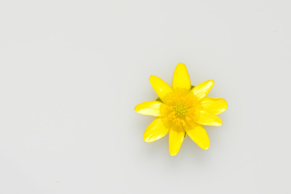 flor amarilla sobre superficie blanca