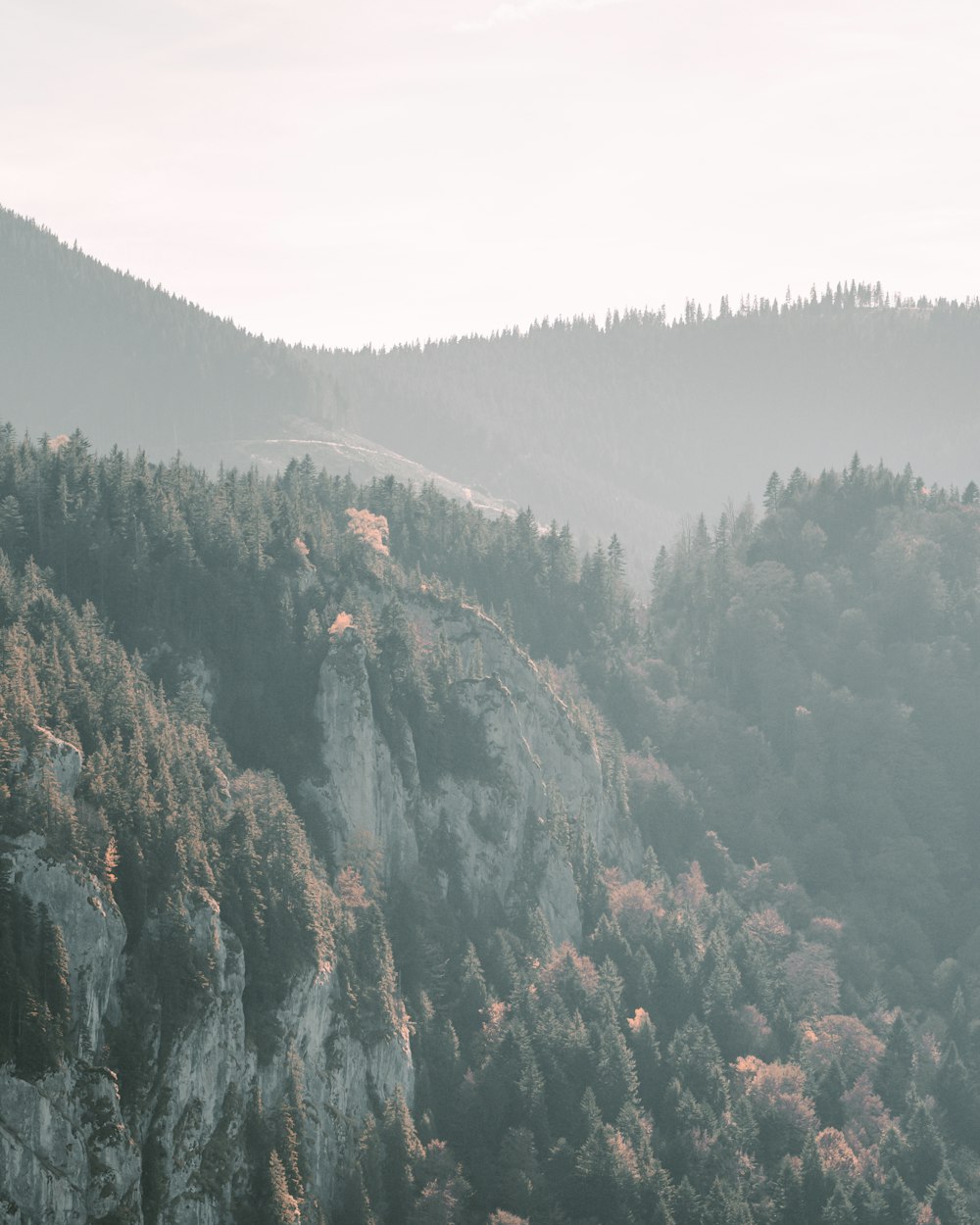 green trees on mountain during daytime