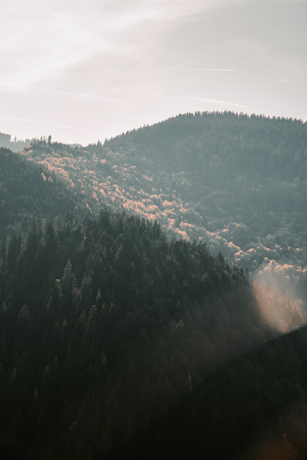 alberi verdi sulla montagna durante il giorno