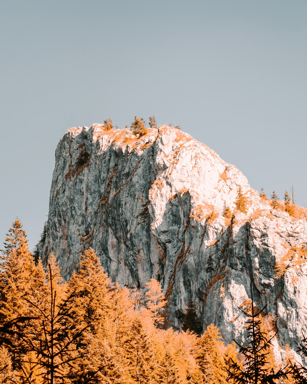 brown trees near mountain during daytime