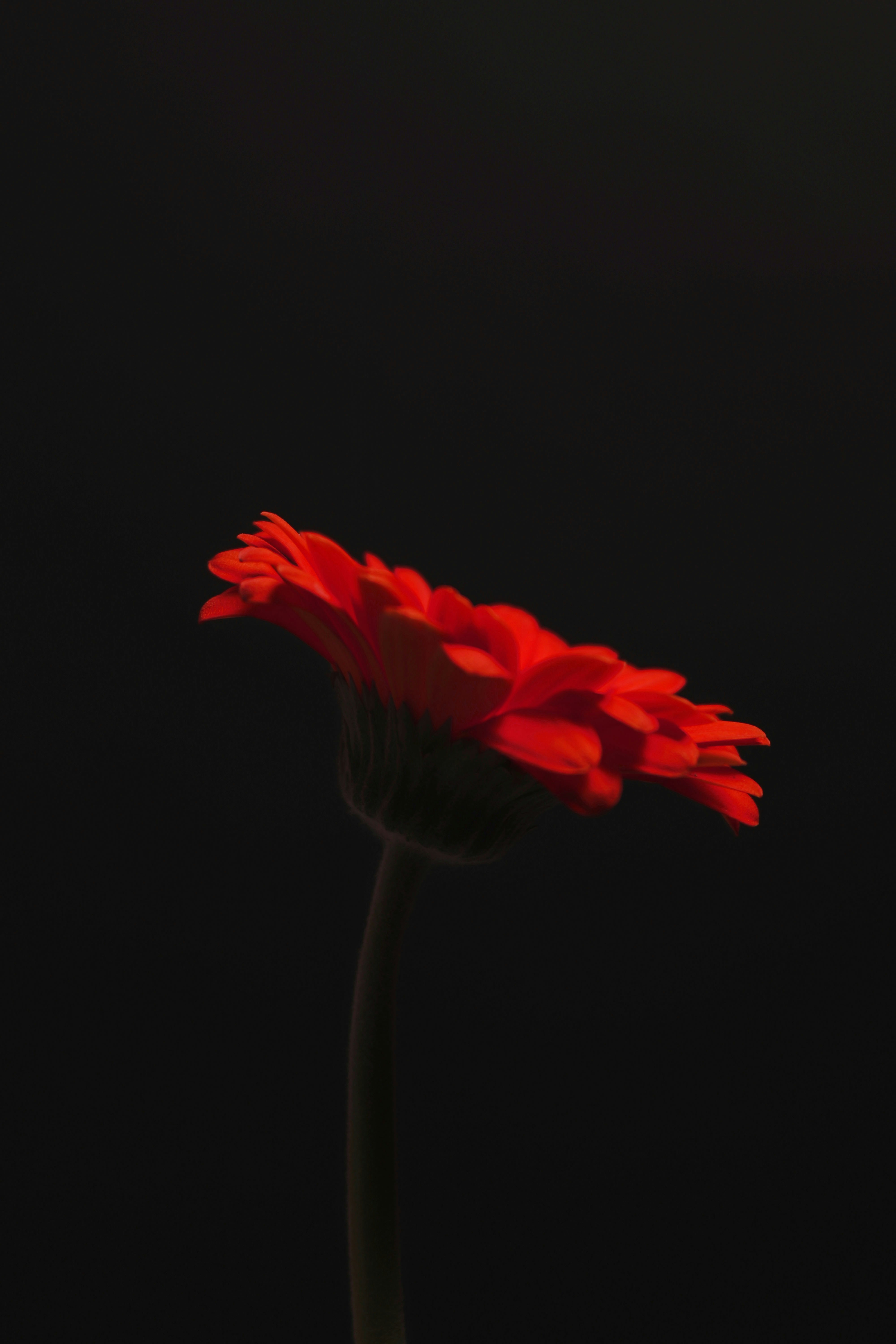 red flower in black background