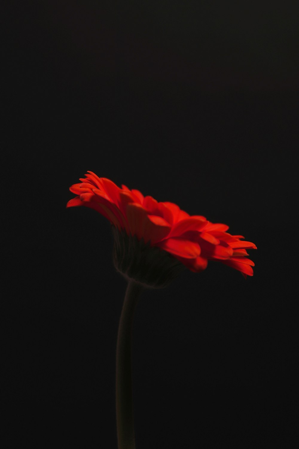 red flower in black background