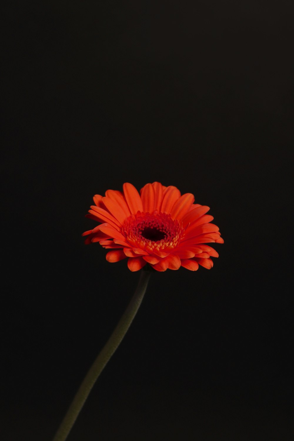 red flower in black background