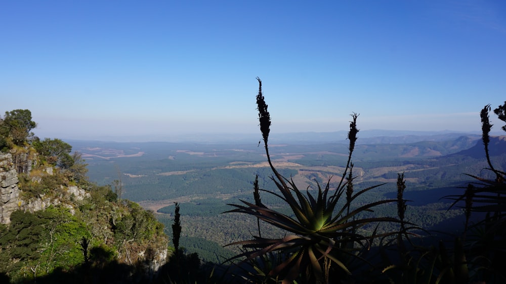 green trees on mountain during daytime